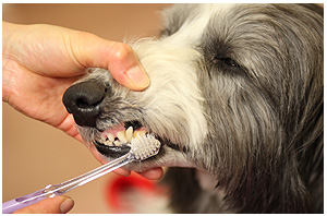 4-DOGSベール歯の施術状況 はみがき