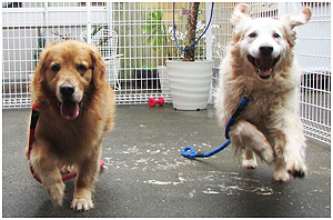 4-DOGS ミニミニドッグラン 二匹の大型ワンコ