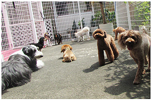 4-DOGS ミニミニドッグラン フリースタイル
