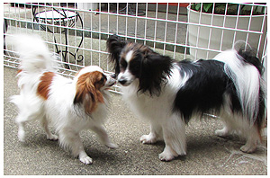4-DOGS ミニミニドッグラン キス