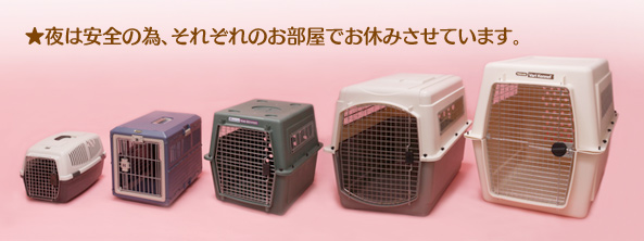 夜は安全のため、ワンコたちは、それぞれのお部屋でお休みさせています。