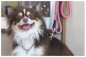 4-DOGS トリミング 笑顔