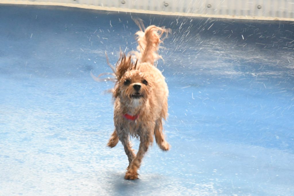 明日（２０日）、室内ドッグラン半額ＤＡＹ☆