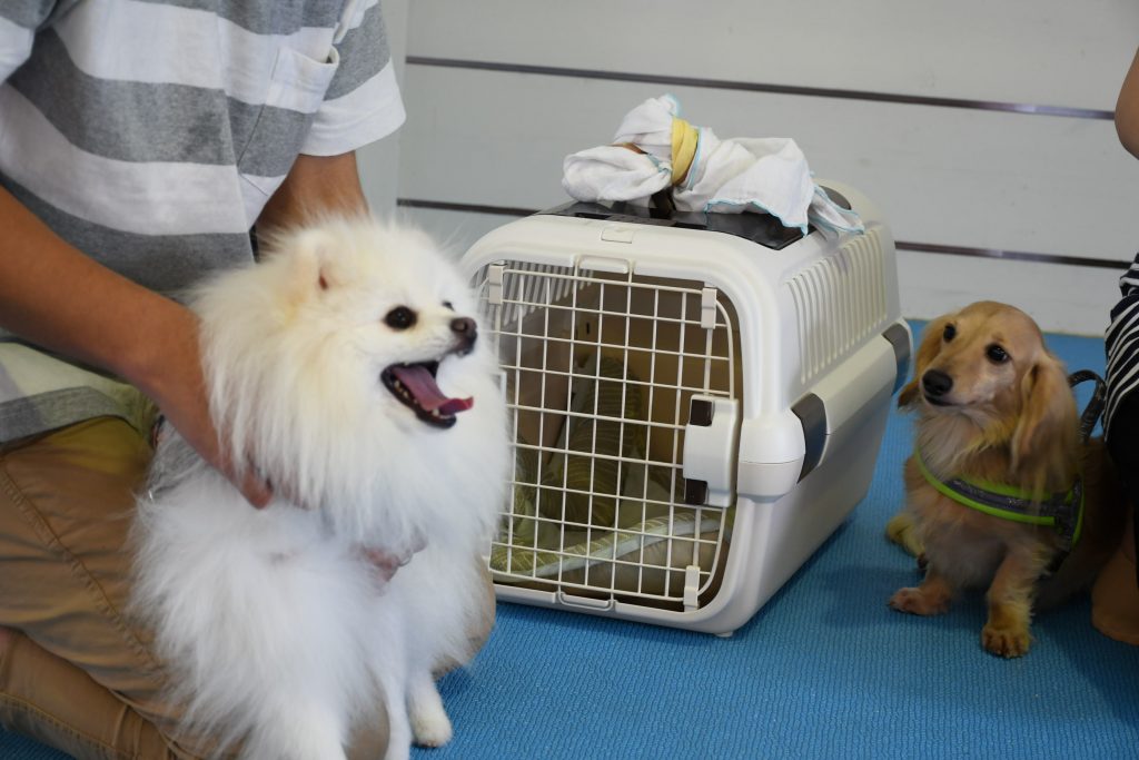 ７月のしつけ教室のご報告で～す☆