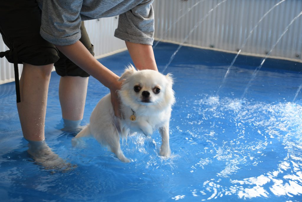 室内ドッグラン☆ハクちゃん