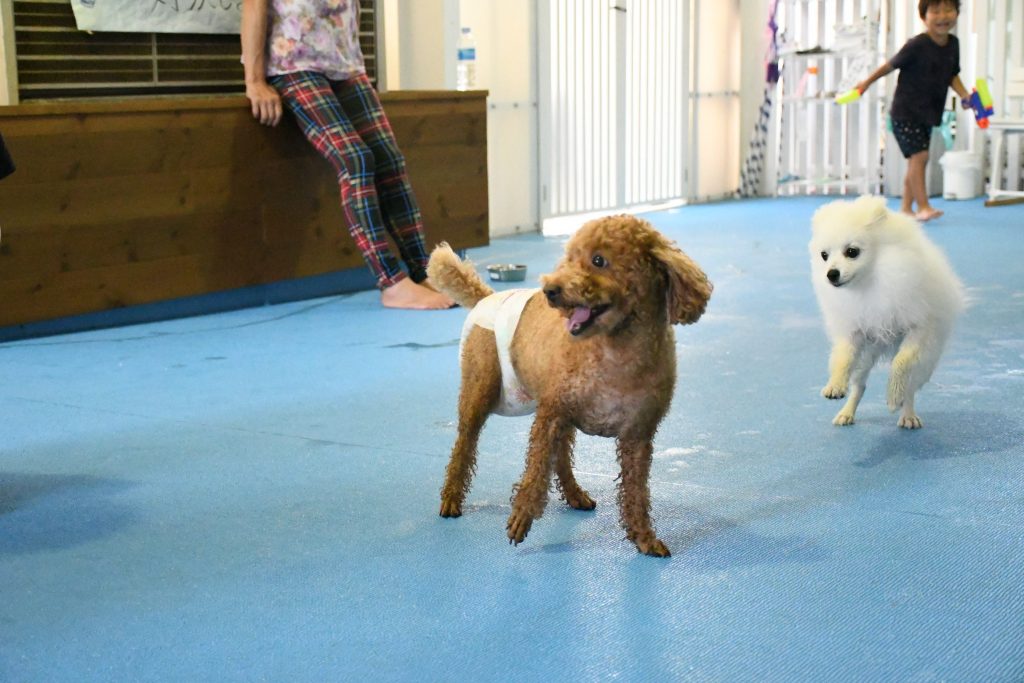 室内ドッグラン☆フクちゃん♪アークちゃん♪ユリちゃん♪