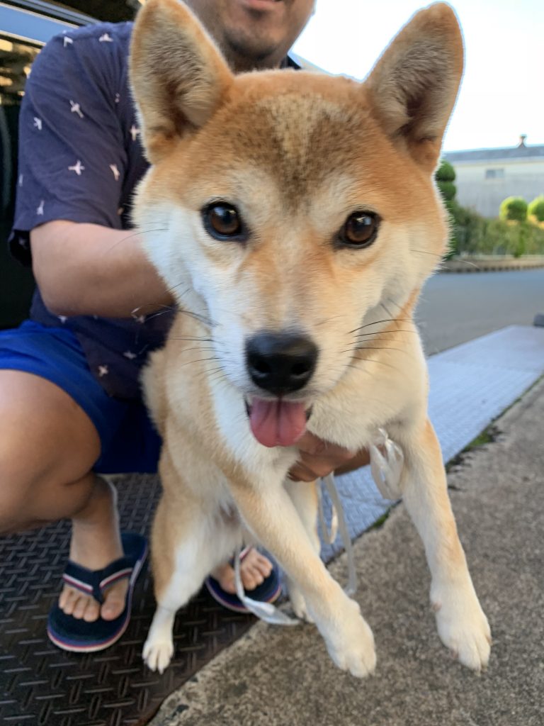 迷子犬、飼い主さん探してます