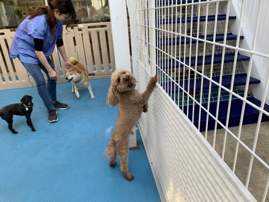 ココちゃん クウちゃん 4 Dogs フォードッグス