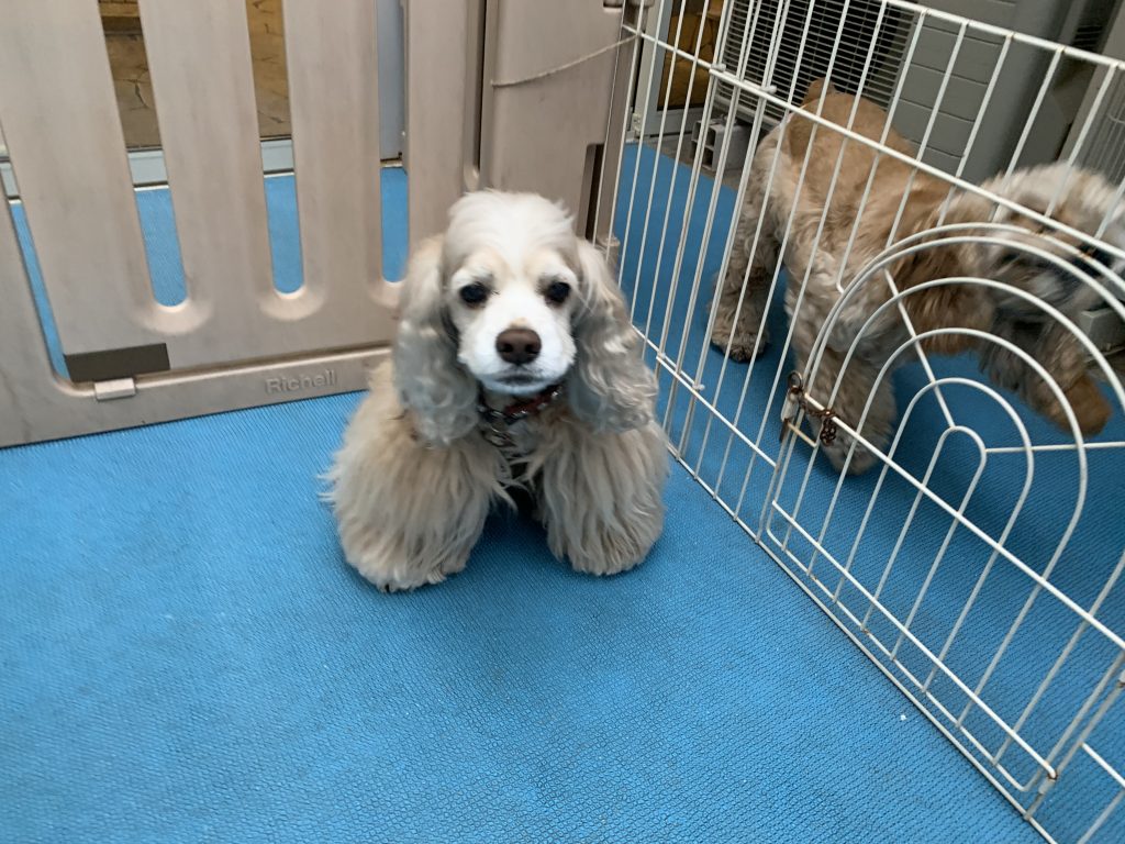 シフォンちゃん＆ミルクちゃん☆かぼすちゃん☆