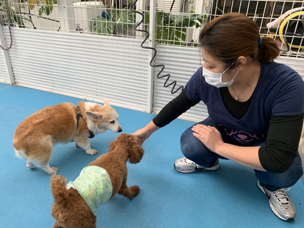 シンノスケちゃん＆茶々丸ちゃん☆太郎ちゃん☆リッキーちゃん☆