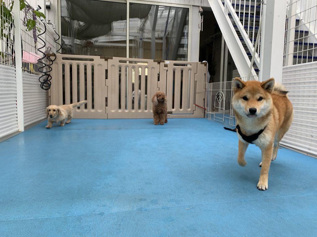 ホテル☆犬生初お泊まりもenjoy♡