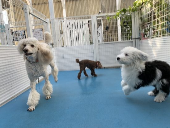 リロちゃん スティッチちゃん クウちゃん 虎汰ちゃん 4 Dogs フォードッグス