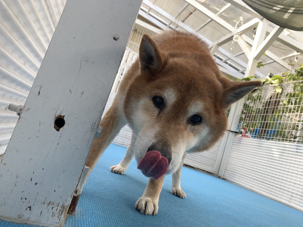 ☆ごんたちゃん☆空ちゃん☆トルちゃん☆むぎちゃん☆