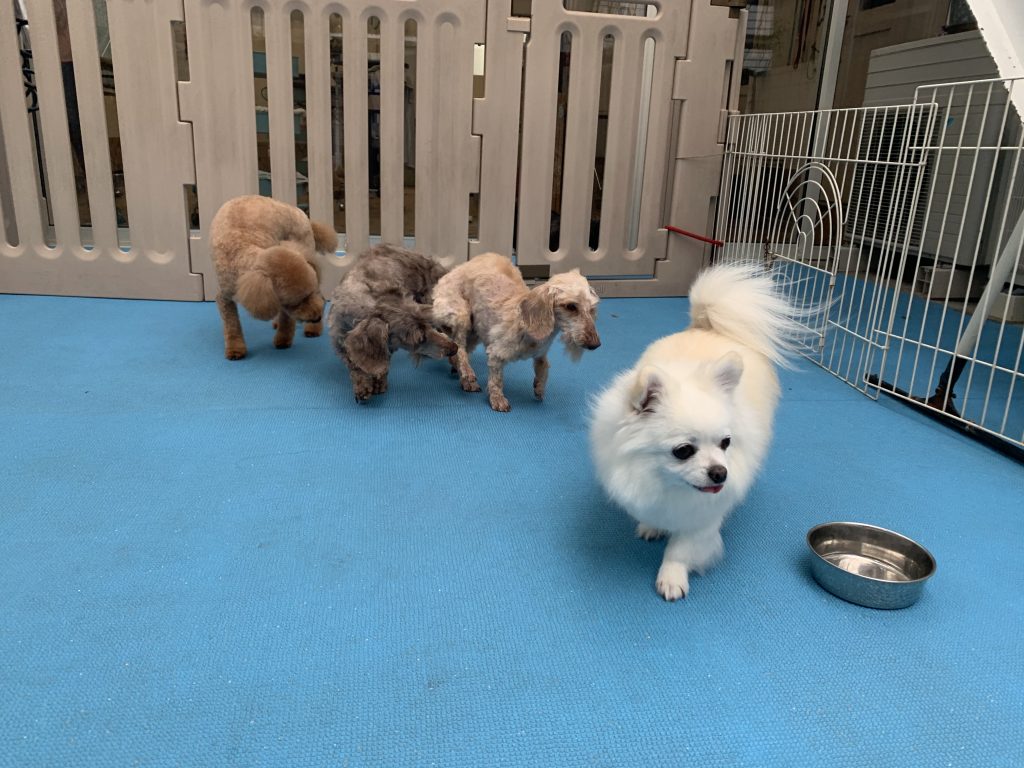 ☆おこげちゃん・はだちゃん・こてつちゃん☆ココロちゃん☆デュークちゃん☆ミルクちゃん☆