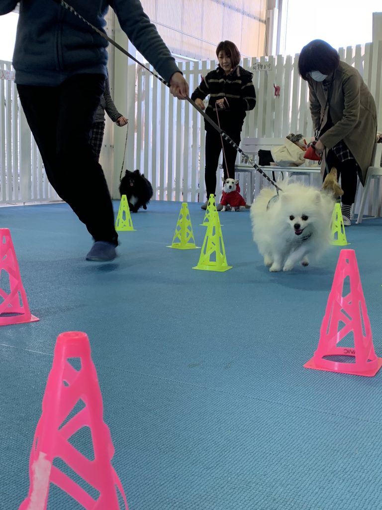 ★しつけ教室再開のお知らせ★