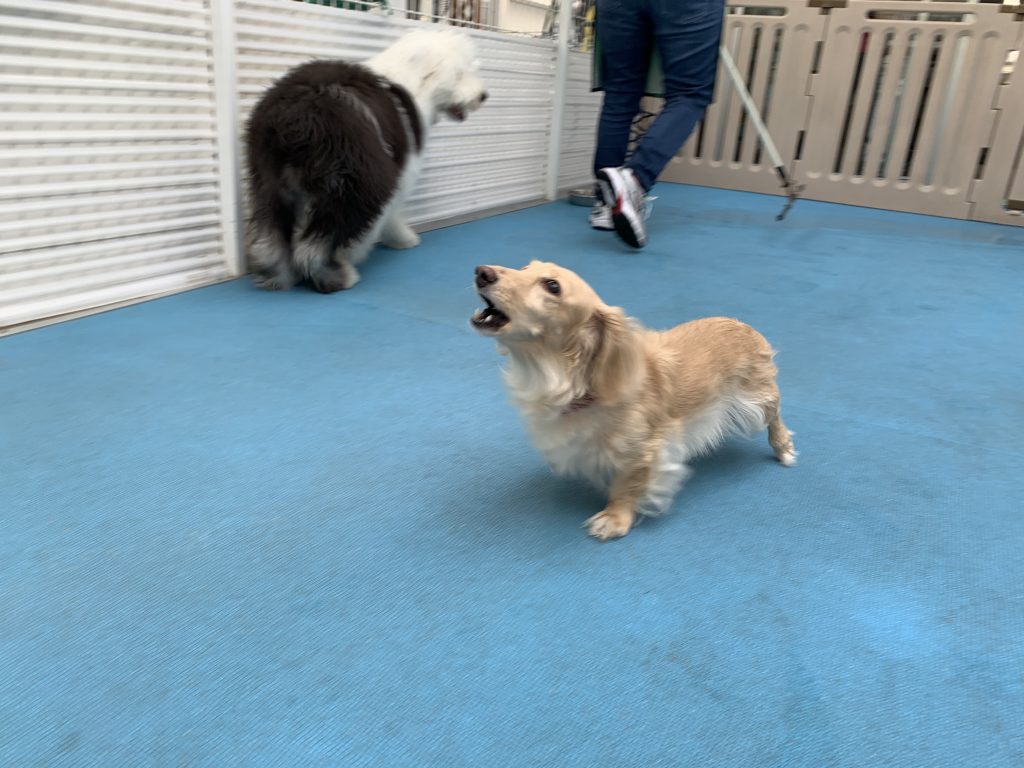 ★ラムちゃん☆シフォンちゃん・ミルクちゃん☆いちじくちゃん・カリンちゃん☆ノエルちゃん☆モカちゃん☆リズちゃん★