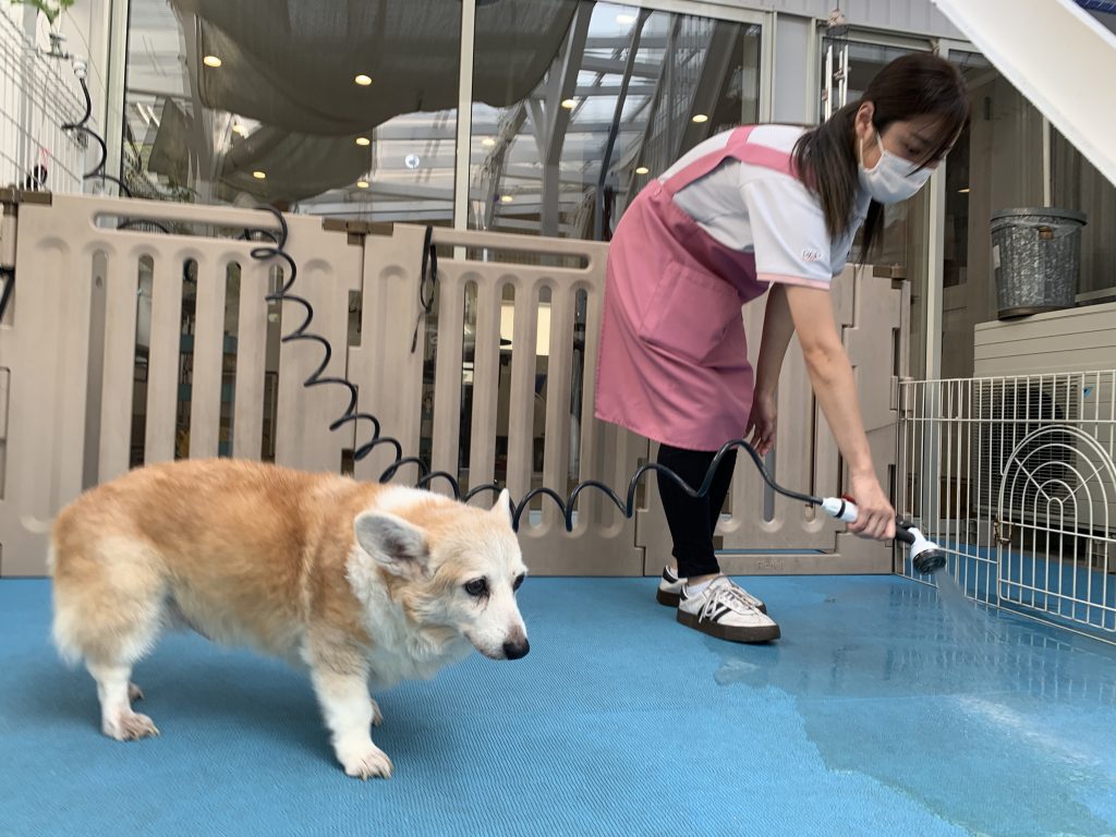 ★本日ワンコてんこ盛り祭り★