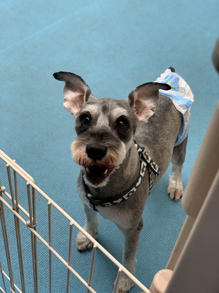 無料ダウンロード マルモのおきて 犬 現在 ただかわいい犬