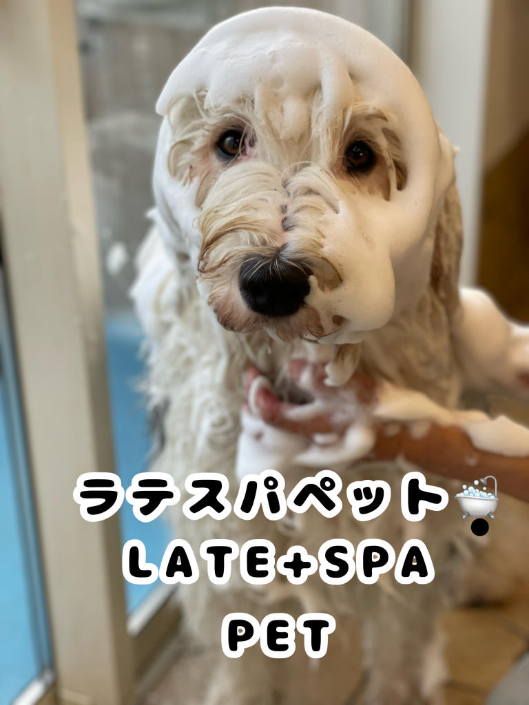 ラテスパペット⭐️LATE+SPA.PET