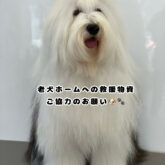   4-DOGS からのお願いです☆     老犬ホームへの救援物資支援ため、 不要になった タオル、毛布、ペットシート、洋服、ド…