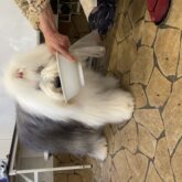     ワンコのごはんには本当に沢山の種類がありますよね(>_<) 正直なにをあげたら良いかわからない方も多いのではないでしょう…