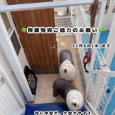 救援物資ご協力のお願いです⭐️       ただいま老犬ホーム施設への支援のため 今回は毛布、タオル、ワンコ用お洋服の3点を中心と…