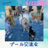 ⭐️6月22日(日)⭐️ 今夏もやりますよー！！✨ 4-DOGS室内ドッグランにて『プール交流会』開催！       夏だけの特別…