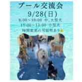 ⭐️9月28日(日)⭐️ この日で今年最後の夏の人気イベント！✨     4-DOGS室内ドッグランにて『プール交流会』開催！ 又、この日は…