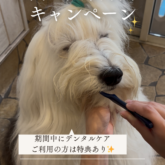 ⭐️キャンペーンのお知らせ⭐️ ワンコの健康はお口から！       9月20日(土)〜10月31日(金) 『歯の健康月間キャンペ…