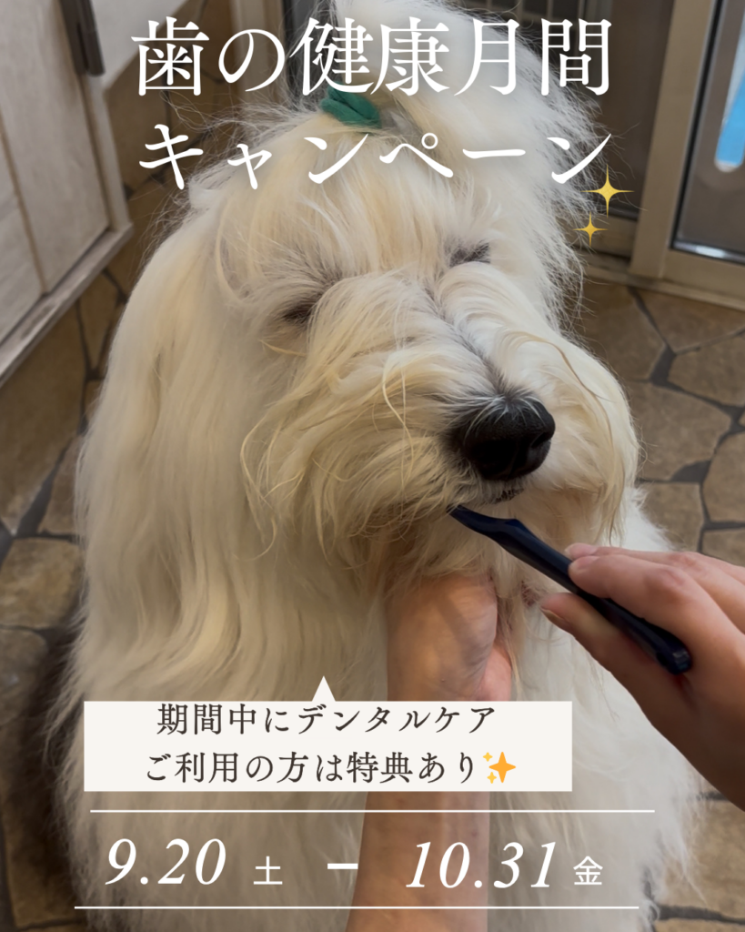 歯の健康月間キャンペーン✨