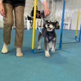   ⭐️しつけ教室⭐️     月１回　日曜開催（夏期(６〜９月)は暑さのためお休み期間があります) 講師　ドッグトレーナー山形先…